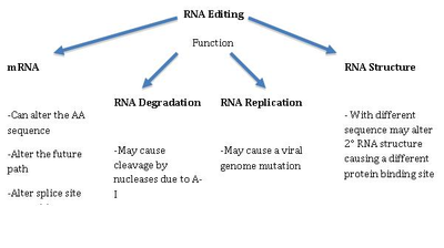 Разные функции редактирования РНК