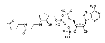 коа кофермент какого фермента. 400px acetyl coa 2d. коа кофермент какого фермента фото. коа кофермент какого фермента-400px acetyl coa 2d. картинка коа кофермент какого фермента. картинка 400px acetyl coa 2d. Кофермент А (коэнзим А, КоА, СоА, HSKoA) — кофермент ацетилирования; один из важнейших коферментов, принимающий участие в реакциях переноса ацильных групп при синтезе и окислении жирных кислот и окислении пирувата в цикле лимонной кислоты.