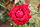 Rose Toque Rouge 20070601.jpg