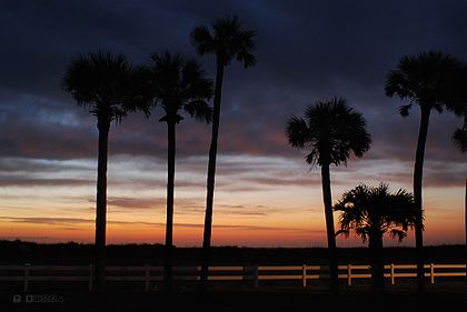 Sunrise JAX and palms.jpg