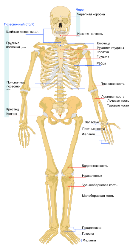 436px Human skeleton front ru.svg