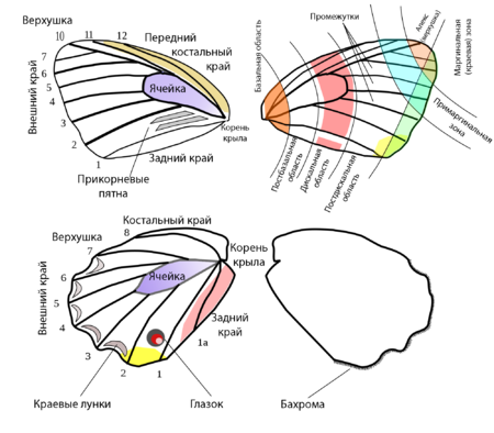 Butterfly wing terms-2009-15-08.png