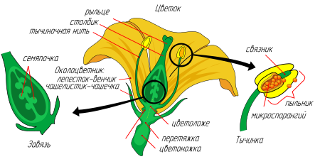 450px Mature flower diagram ru.svg