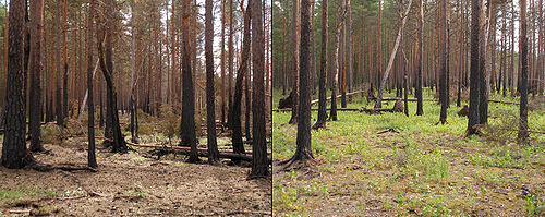 500px Boreal pine forest after fire