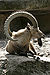 Capra ibex ibex – 03.jpg