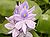 Common Water hyacinth.jpg