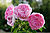 Mary Rose albury botanical gardens.jpg