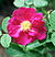 Rosa 'Portland Rose'.jpg