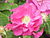 Rosa gallica officinalis0.jpg