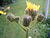 Sonchus arvensis flowerhead1.jpg