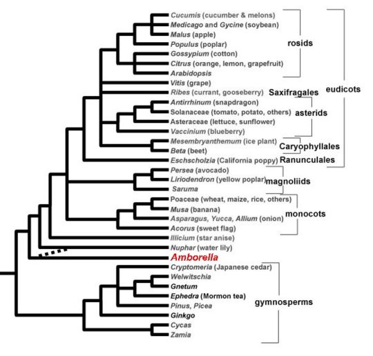 Seed plants evolutionary relationships with Amborella highlighted.jpg