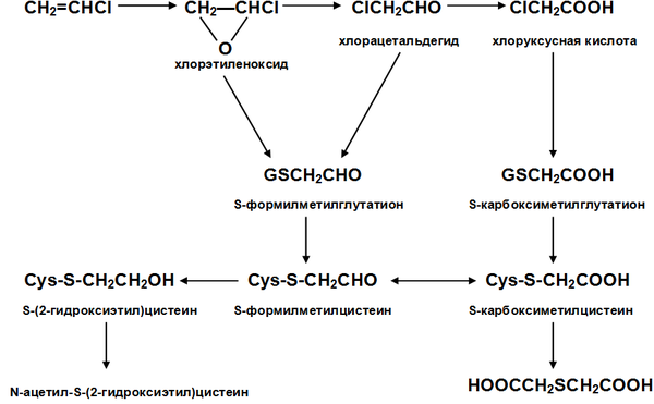 Метаболический путь винилхлорида в организме человека.