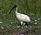 Black headed ibis.jpg