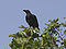 Brown-necked raven.jpg