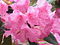 Rhododendron metternichii1.jpg