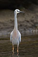 Egretta novaehollandiae - Austins Ferry.jpg