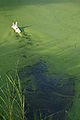 80px 2008 08 22 White German Shepherd swimming in algae