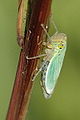 Cicadella.viridis.female.jpg