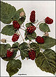 Rubus loganobaccus.jpg