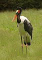 Saddle-billed Stork Ephippiorhynchus senegalensis 1707px.jpg