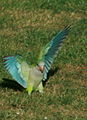 Monk parakeet landing No.2.JPG