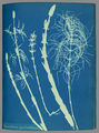 Anna Atkins woodhorsetail cyanotype.jpg