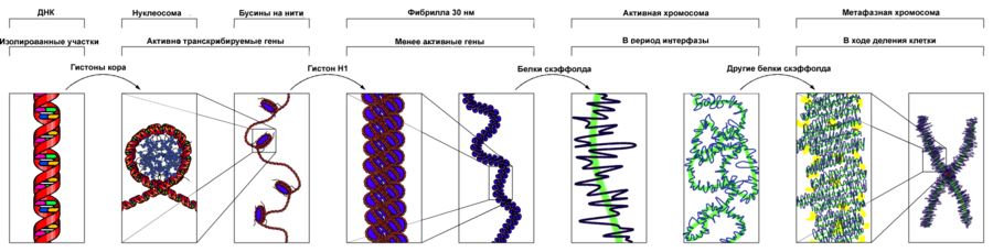 Chromatin Structures ru.png
