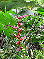 Hawaii Tropical Botanical Garden 339a648bff.jpg