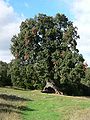 Mendaza, Navarra Spanien-Steineiche.jpg