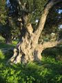 Olive tree Karystos2.jpg