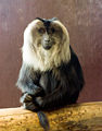 Lion-tailed Macaque in Bristol Zoo.jpg