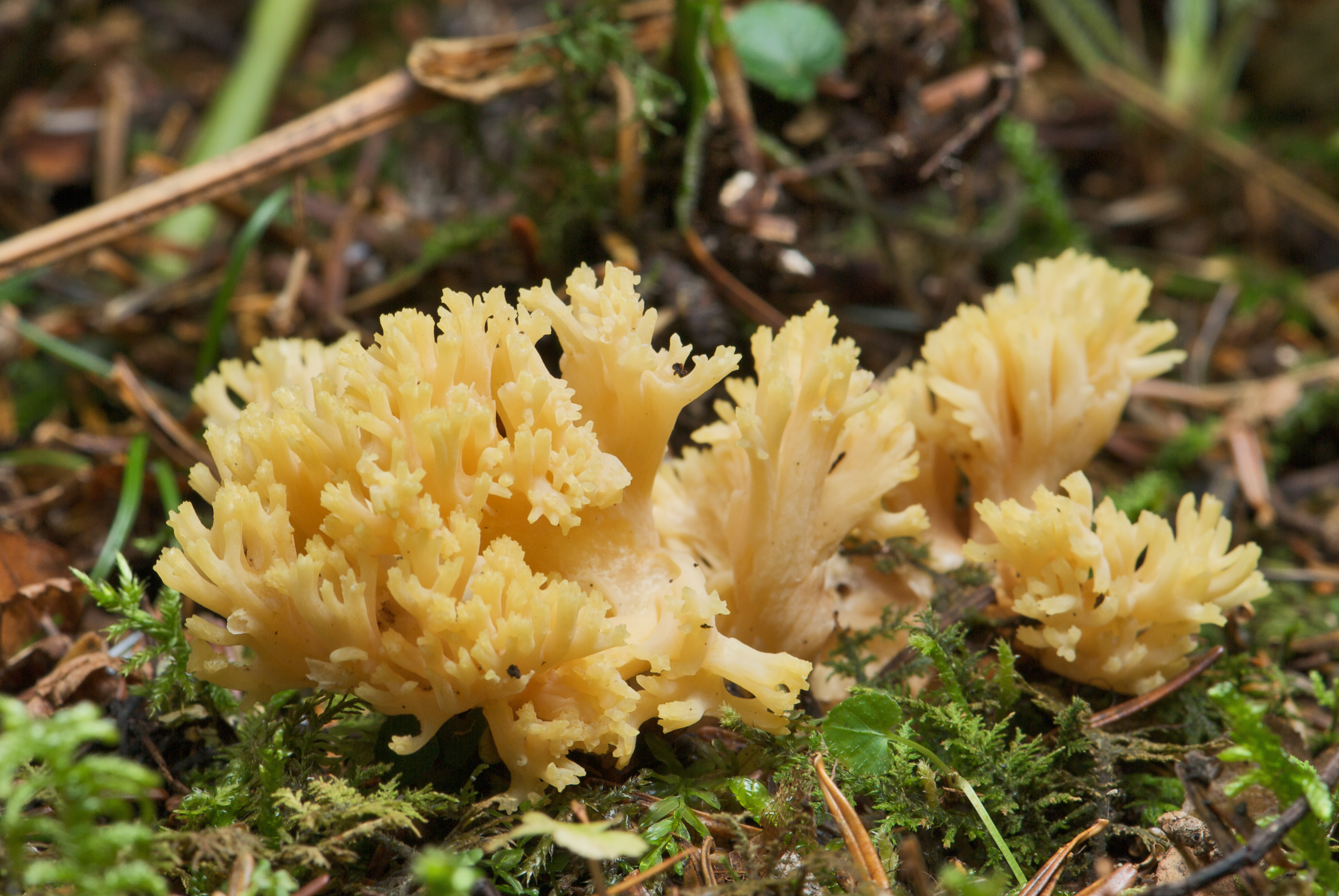 Оленьи рожки Ramaria Flava