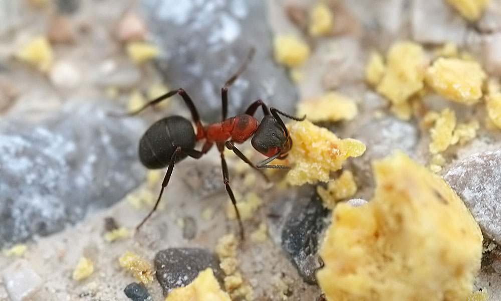 Реферат: Рыжий лесной муравей