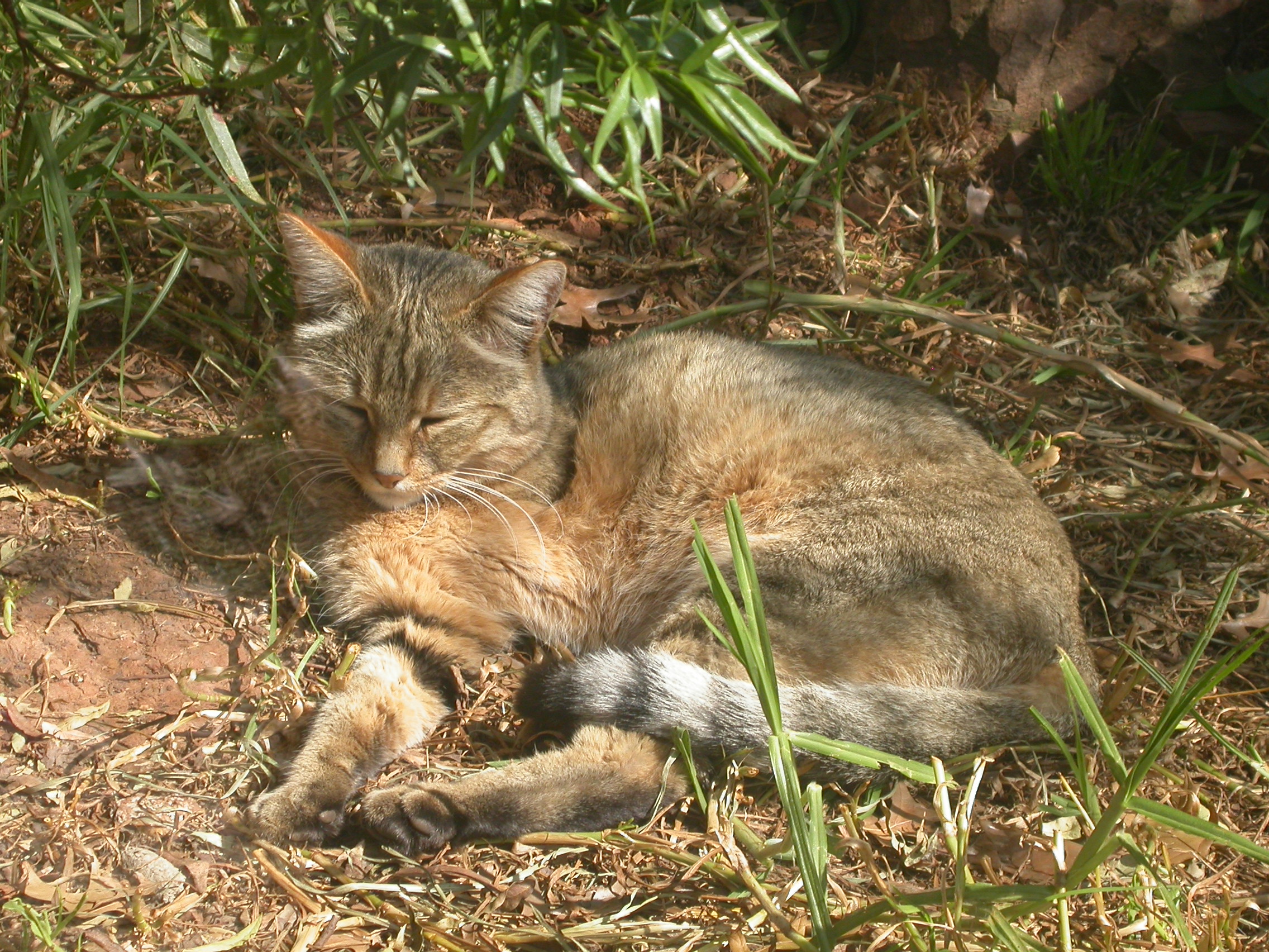 Степной Кот Фото