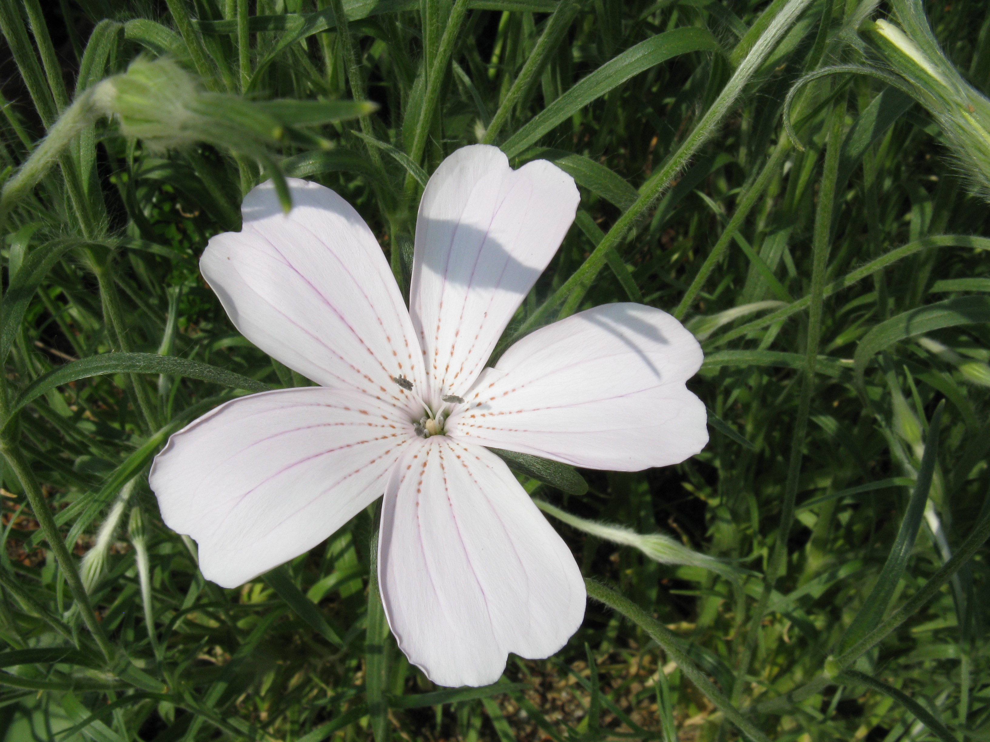 Agrostemma githago Seeds