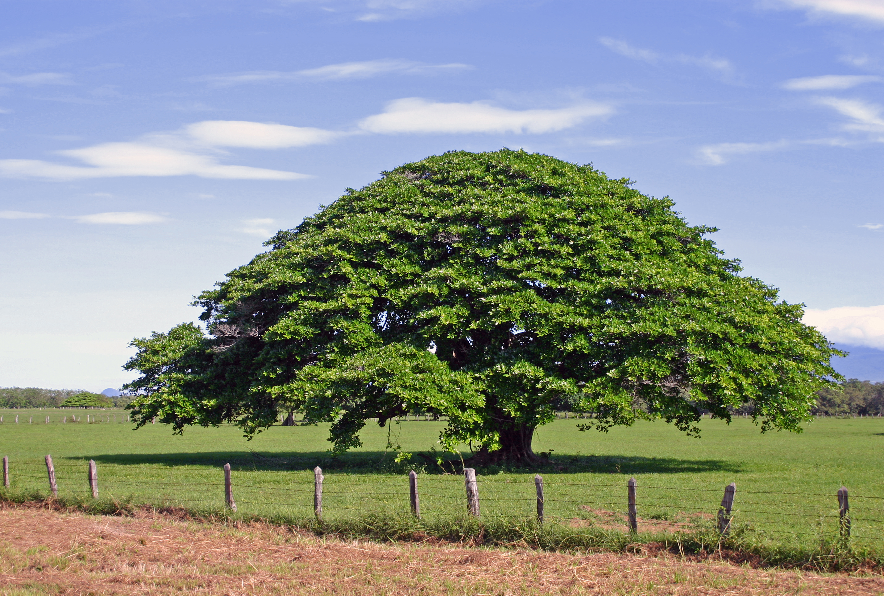 Como matar un arbol