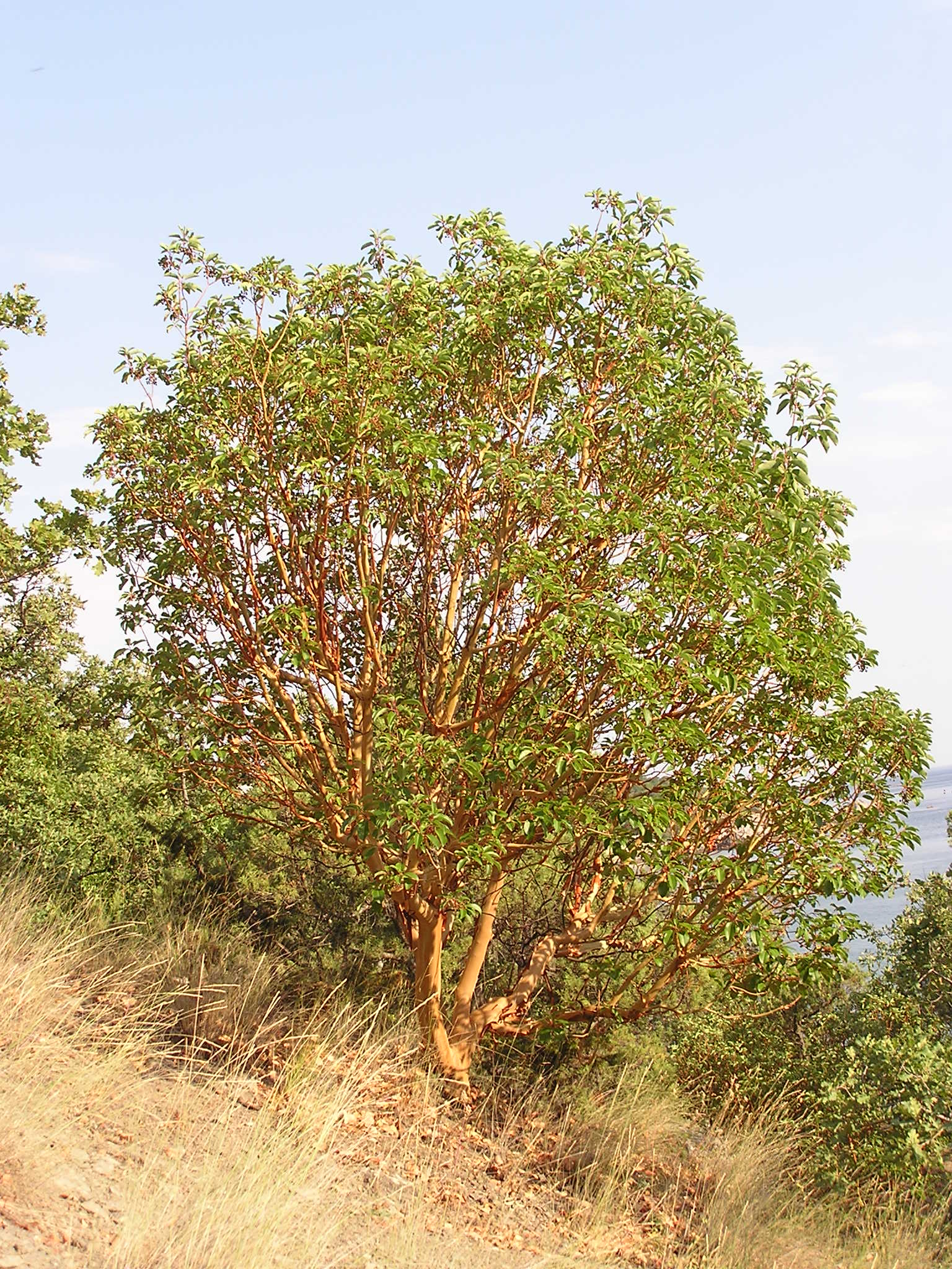 Arbutus andrachne