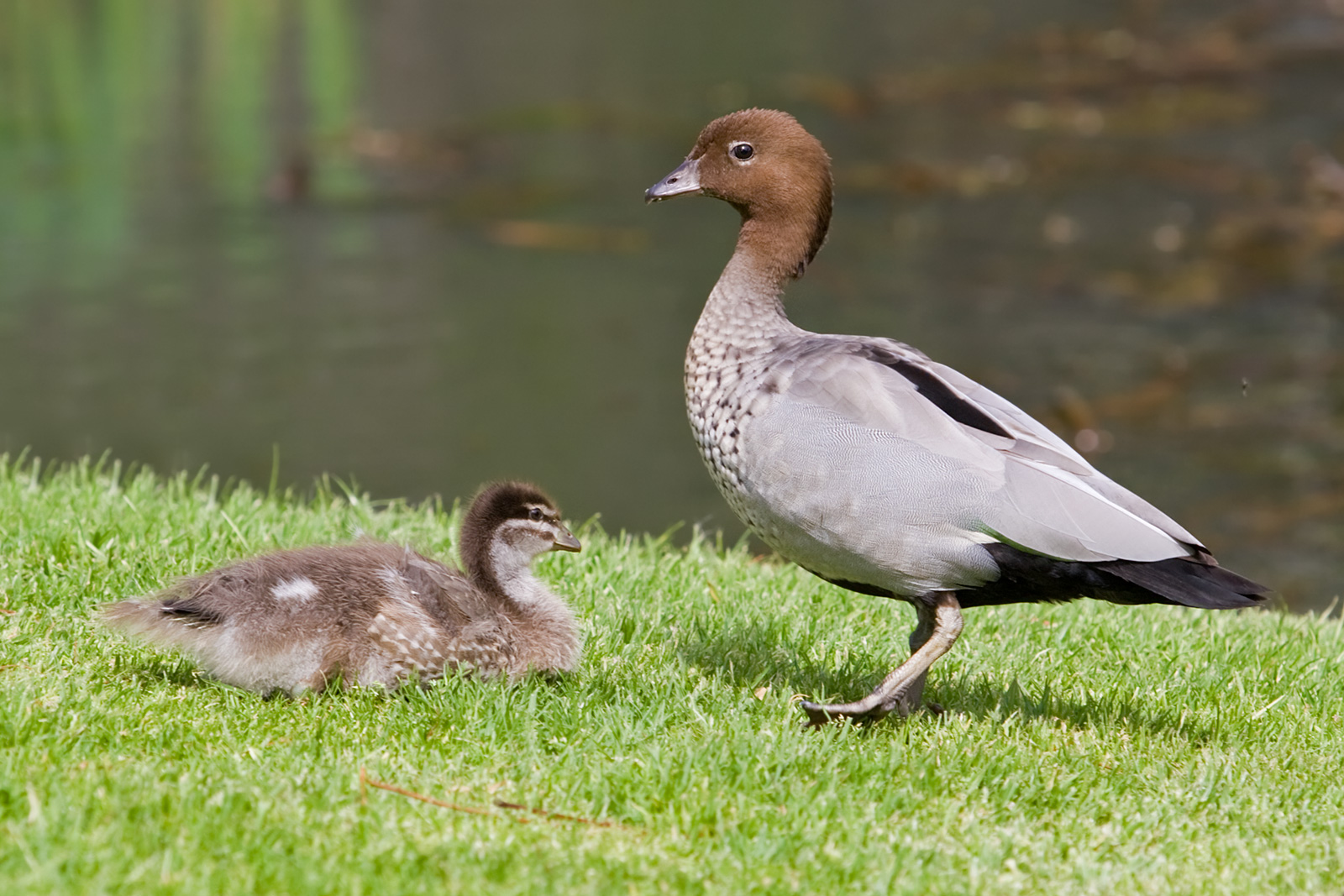 http://dic.academic.ru/pictures/wiki/files/65/Australian_wood_duck_-_male_and_duckling.jpg