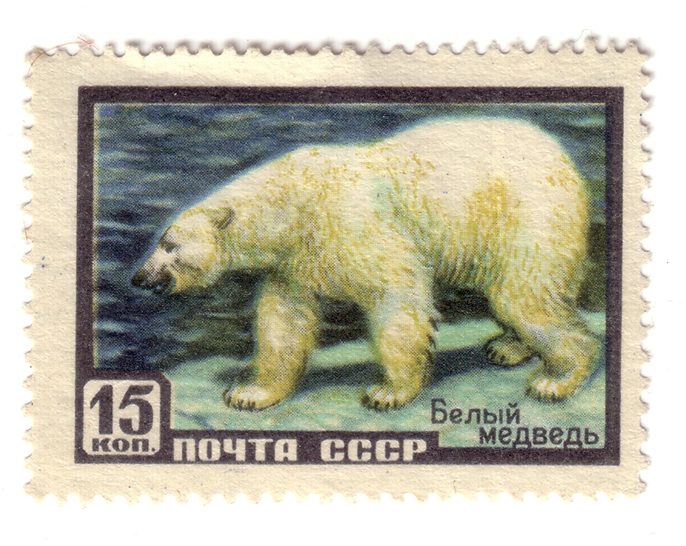 Реферат: Белый медведь