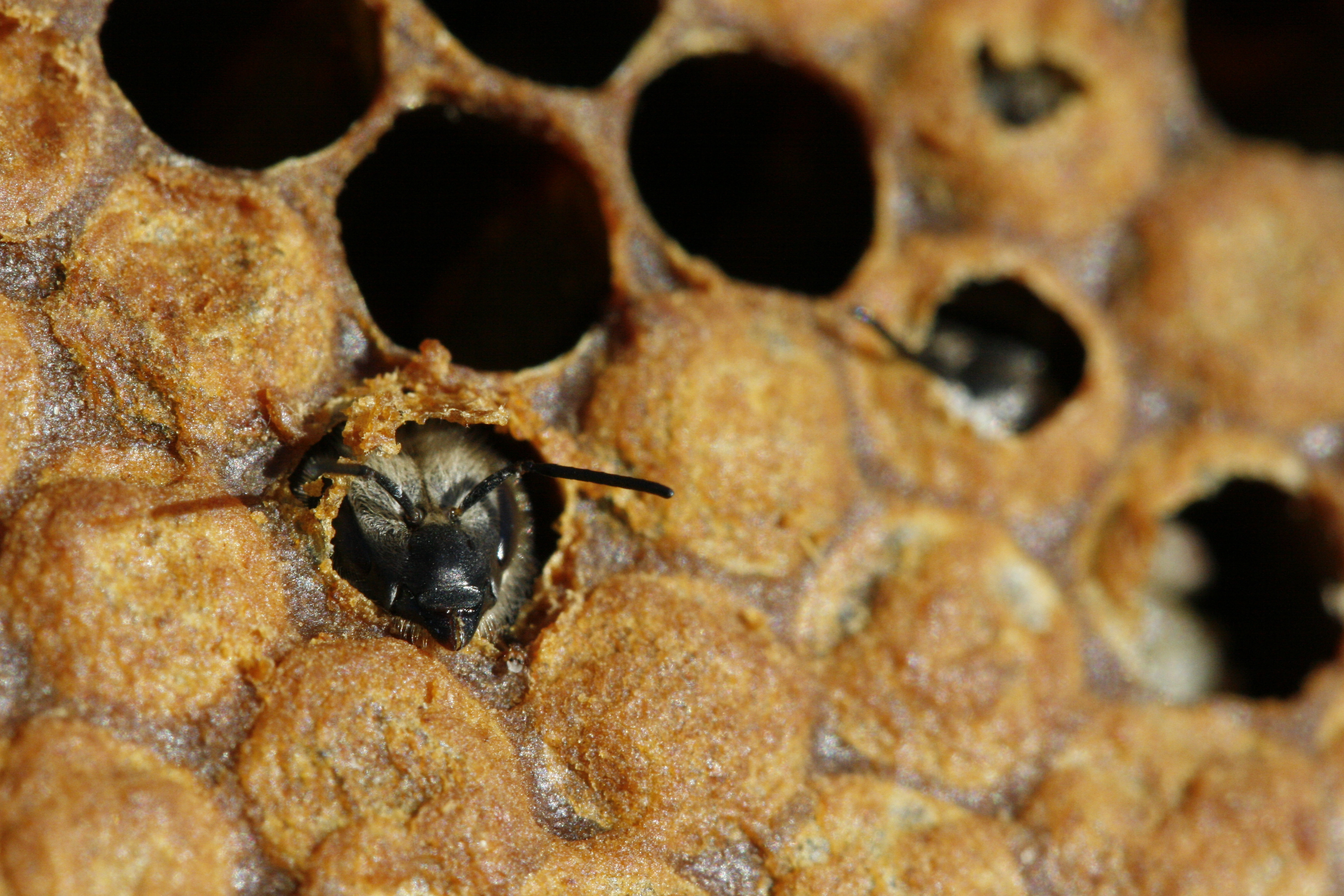 Контрольная работа по теме Разведение медоносных пчел