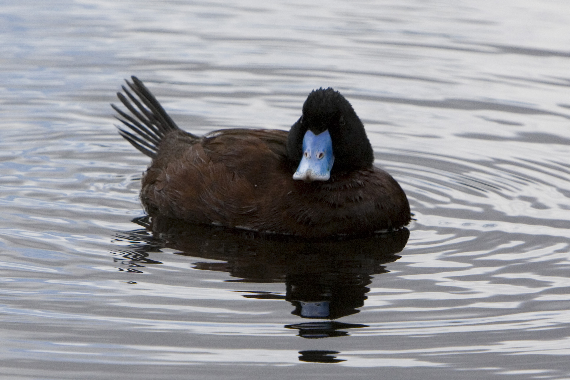 Blue Duck Bill Hair Clip - Amazon - wide 4