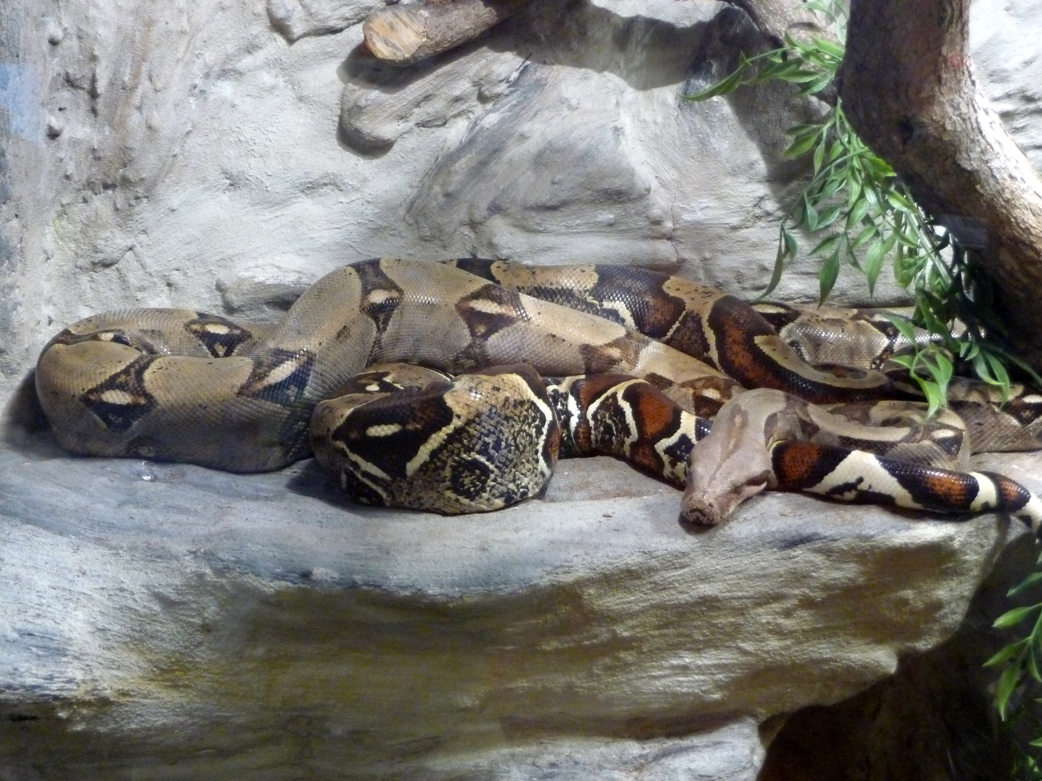giant boa constrictor in kitchen in virginia