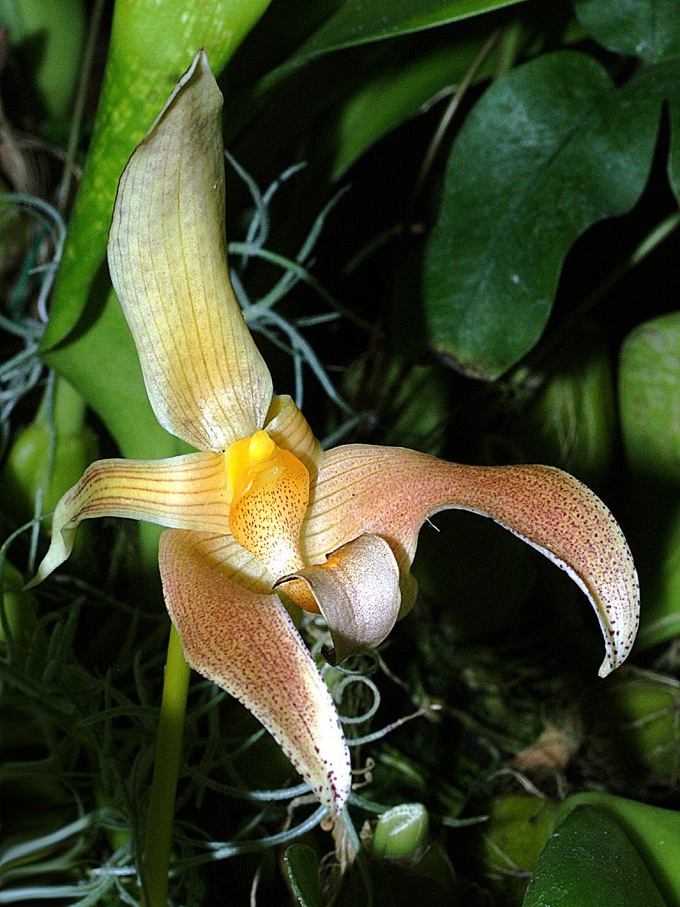 Bulbophyllum odoratissimum