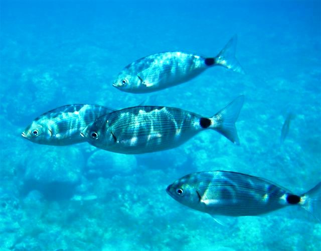 Рыбы Средиземного Моря Фото И Названия