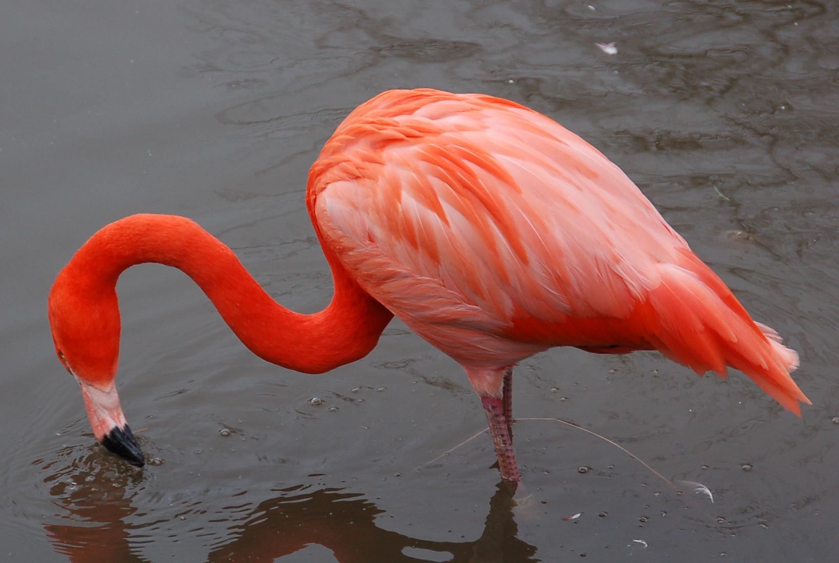 Карибский фламинго