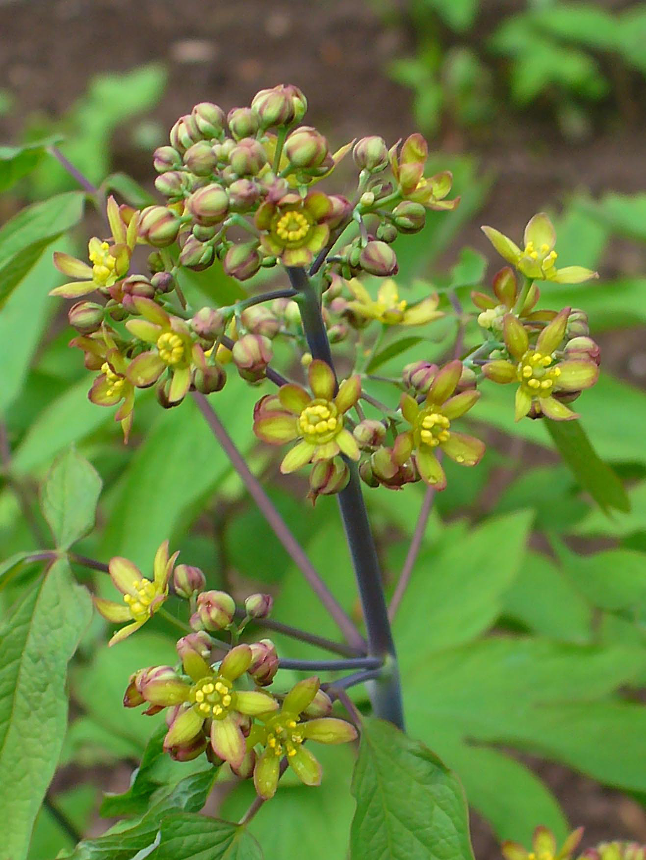 Caulophyllum thalictroides d4