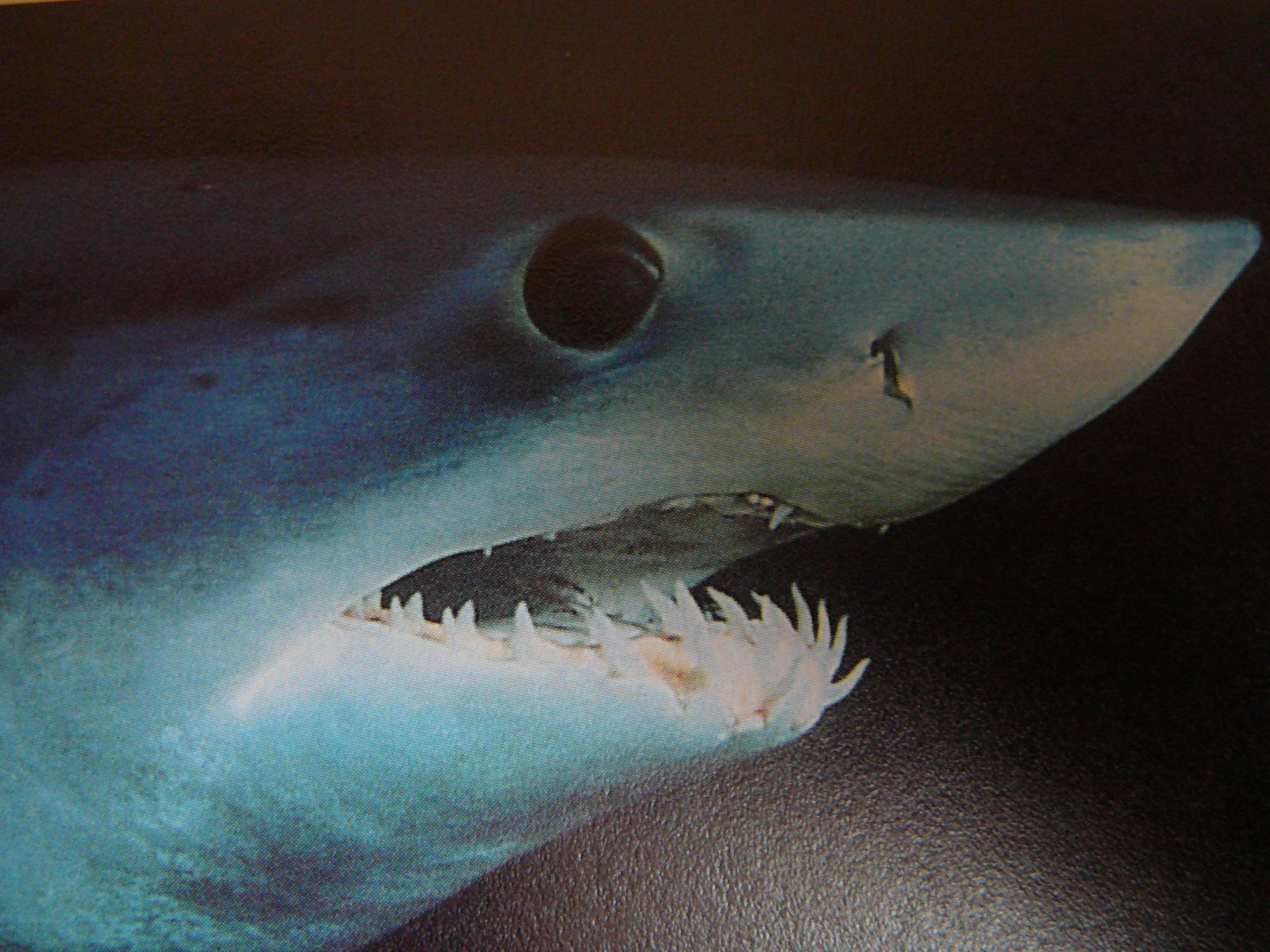 Макрелевая акула древняя