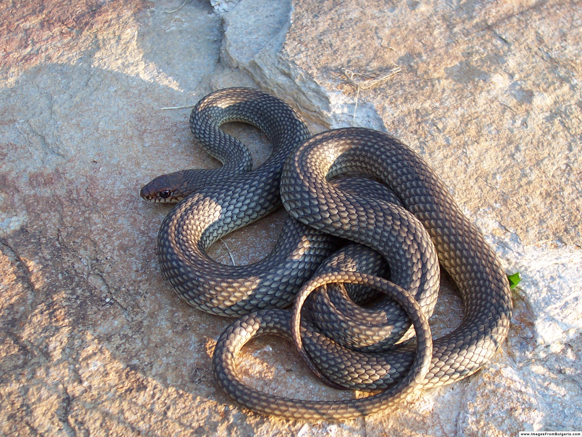 Желтобрюх фото. Желтобрюхий полоз (Dolichophis caspius). Полоз змея желтобрюхий. Желтобрюхий Каспийский полоз. Балканский полоз (Coluber gemonensis).