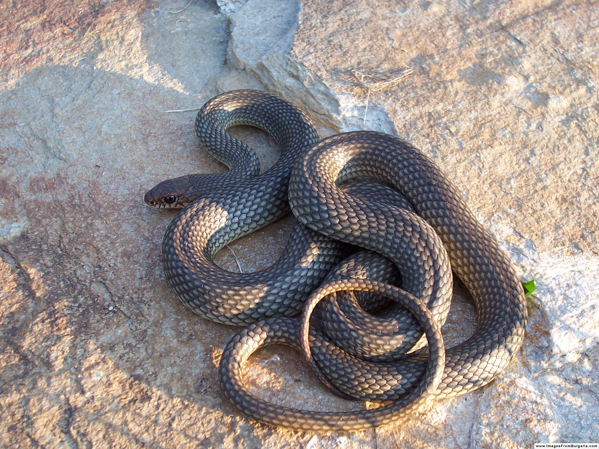 Змея 4 2023. Желтобрюхий полоз (Dolichophis caspius). Полоз змея желтобрюхий. Желтобрюхий Каспийский полоз. Балканский полоз (Coluber gemonensis).