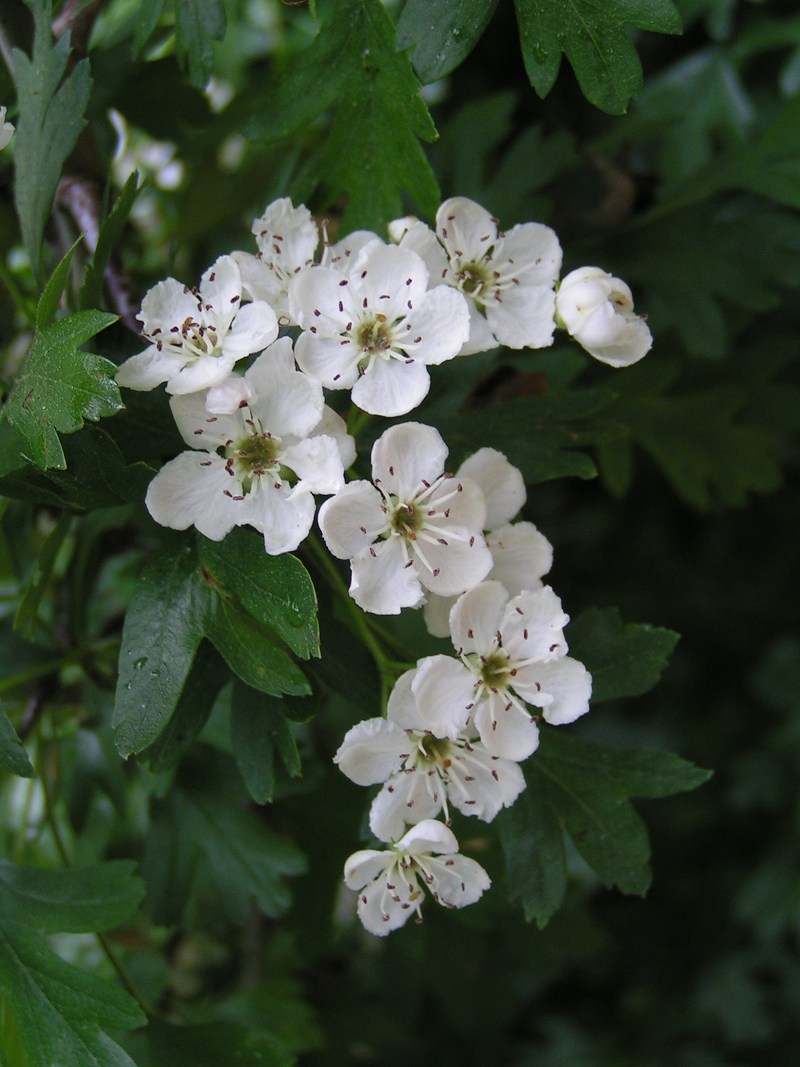 Реферат: Symbolism In Hawthorn Реферат: Symbolism In Hawthorn